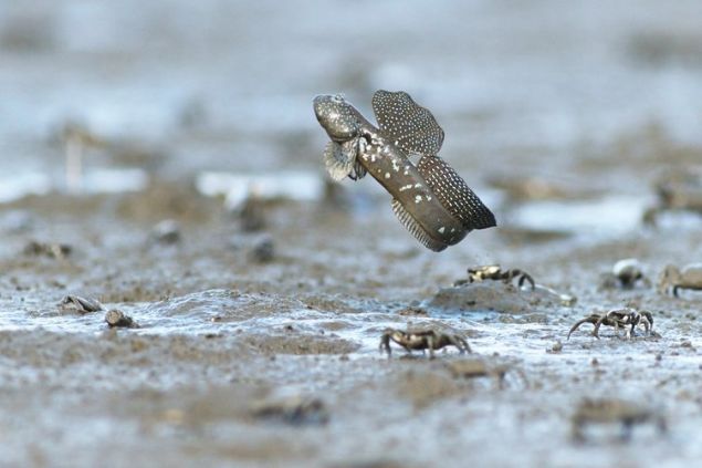   Bu canllar karada yryp nefes alabilir, hatta beslenebilir.   