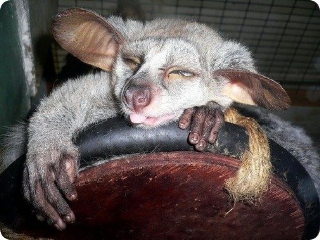    Galago: Dorudan doruya arkasn grebilir: Gaago'nun vcudu ynms sk tyl bir krkle kapl, tyl kuyruu ise vcudundan biraz uzundur.  