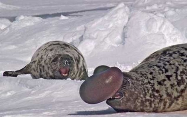    Balonlu fok: Erkek balonlu foklar, diileri etkilemek iin burun deliklerinin birisinden karttklar balon benzeri yapy iirebilirler.  