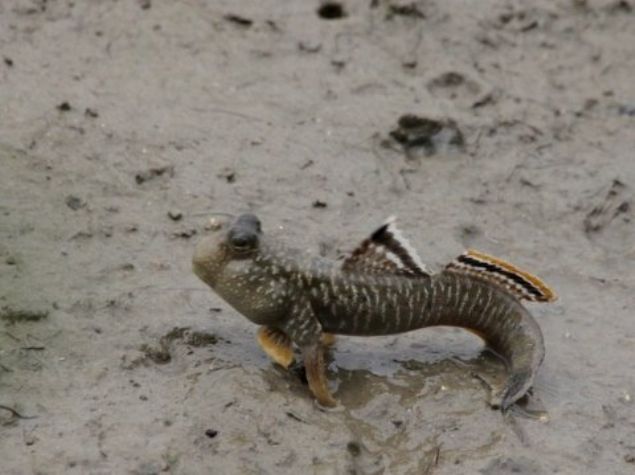    Gnein stmasyla birlikte amur tabakasnda kk bitki ve canllar beliriyor. Hepside amur zpzp iin nemli bir besin kayna.  