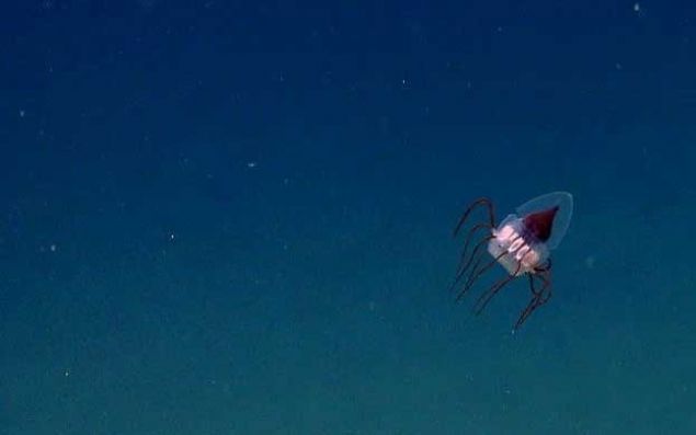    Derin deniz denizanas: 2013 ylnda NOAA Okeanos Explorer tarafndan kefedilen ilgin bir denizanas tr.  