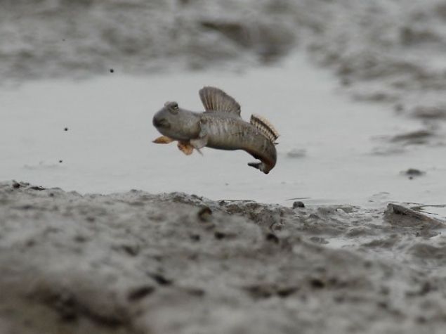    Deniz ekildike ortaya amur kyor.  