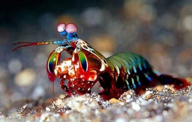    Mantis karidesi: Mantis karidesinin gznde 12 renk reseptr vardr. Yeri geldiinde gzleriyle 80 kph'lik bir hzla rakiplerine vurabilirler.  