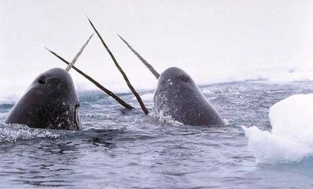    Deniz gergedan: Denizin tek boynuzlu atlar olarak bilinirler. Boynuzlarnn iinde evreyi daha iyi alglamalarna yarayan sinirler bulunmaktadr.  