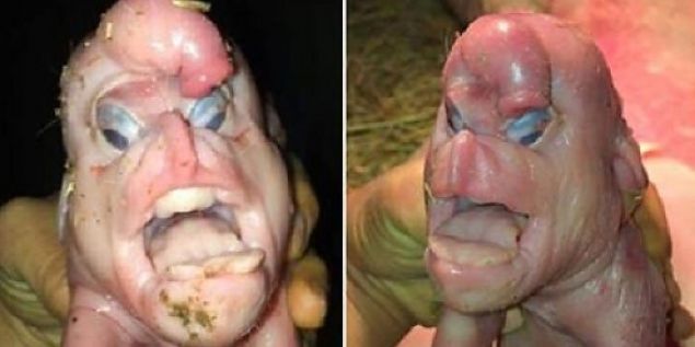  Annesi tarafndan ldrlen bu yavru baz insanlar tarafndan kyamet alameti olarak yorumlad.    