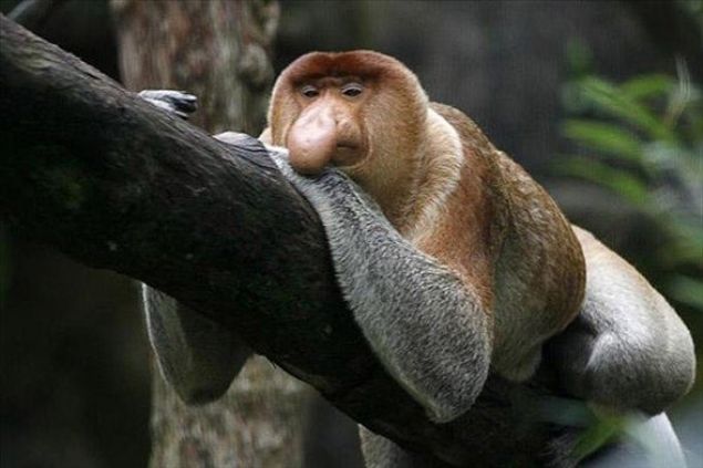    Uzun Burunlu Maymun: Gney Amerika'nn sulak ormanlarnda rastlanan uzun burunlu maymunlar koku almaya duyarl iri burunlaryla dikkat ekerler.  