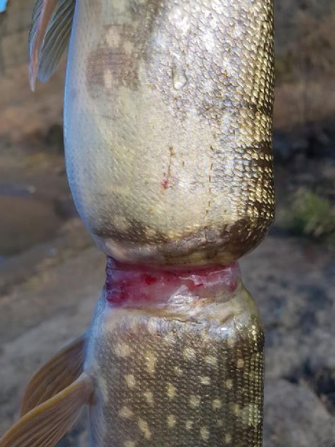  Facebook hesabnda baln fotoraflarn paylaan Turnbull, plerin doaya atlmamas gereini vurgulad. Baln halkann iine kkken girdiini ve bydke halkann iinde sktn syledi.  