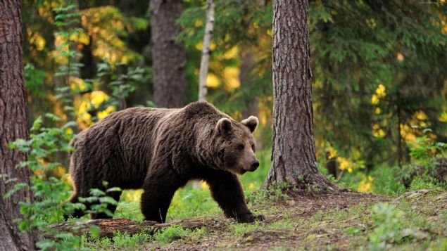 Tonya'ya 20 kilometre uzakl�ktaki Erikbeli Yaylas� k�rsal�nda, �evresi a�a� dallar�yla kapl� alanda m�himmat oldu�unu g�ren bir ki�i, durumu jandarmaya bildirdi.  