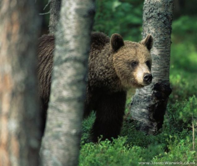 �te yandan, Giresun'un Ya�l�dere il�esinde 'Aram' kod adl� ter�rist Mustafa Tolucan'�n yakalanmas�n�n ard�ndan ba�lat�lan operasyonlara kat�lan jandarma ve polis �zel harek�t ekipleri de Tonya il�esine kayd�r�ld�.  