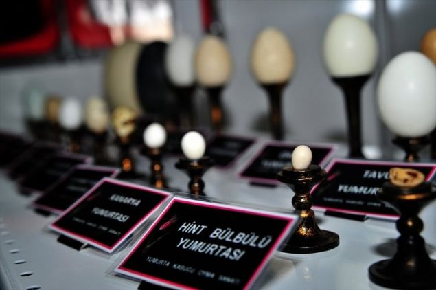  Yumurta kabu�u oyma sanat�nda en �nemli fakt�r�n sab�r oldu�unu vurgulayan Hayran, 'Sab�r ile ba�larsan�z �yle biter.  