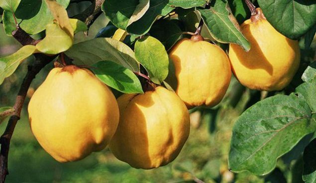 Bu meyve sindirim sistemi hastalklarna iyi geldii gibi ishal, mide ars ve bulanty hzl bir ekilde geirir.      