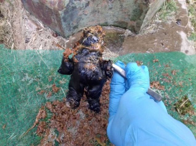 Bu b�y�ye maruz kalm�� ki�iler zaman i�inde yava� yava� eriyerek hastalanmaya ba�larlar, akabinde a�amal� olarak �l�me kadar varan sonu�lar� meydana gelir. Voodoo b�y�s� yap�lan ki�ilerde ilk �ne ��kan de�i�iklik psikolojik davran�� bozukluklar� oluyor. Ki�inin ilk ba�ta t�m davran��lar� olumsuz olarak de�i�meye ba�l�yor sonras�nda �evresindeki insanlara kar�� agresif tutumlar i�ine giriyor. Bisr s�re sonra da arkada�lar� taraf�ndan tamamen d��lanan biri haline geliyor.   