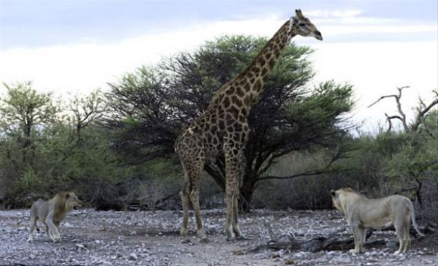  En sonunda zrafann arka bacaklarndan yakalayan aslanlar...     