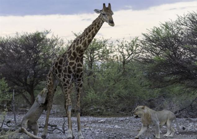  Bitkin zrafann aslanlarla kar karya geldii bu kareler 31 yandaki Gney Afrikal fotoraf Morkel Erasmus tarafndan ekildi...     