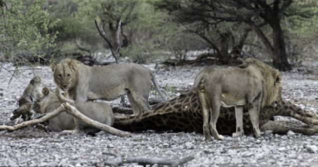  Onu yere yatrmay baaryor ve bu lm kalm savan zrafa kaybediyor...     