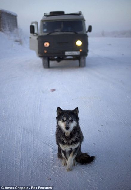    Oymyakon'a giden yol zerinde bir petrol istasyonu. nsanlar genellikle aralarnn motorlar donmasn diye arabalarnn kontan btn gece ak brakyorlar.     