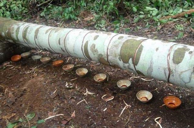   DO�UM ���N KAN KES�C�  <br><br>  �z s�v�dan elde edilen rezin, yaralarda, kanama durdurulmas�nda, do�um sonu kanamalarda kullan�lm��t�r. Bug�n vernik ve tahta boyas� i�in kullan�lmaktad�r. nbsp;Ejderha Kan� re�inesi cilt i�in e�siz bir madde oldu�u i�erdi�i aktif maddeler, Dimethylcedrusine adl� bir Lignan, Taspi ve Protoancianidinas ( antioksidan ) adl� Alkaloid sayesindedir. 