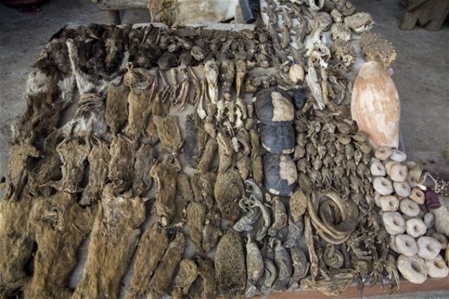  Lom�'deki geleneksel t�p pazar�nda �ifac�lar mallar�n� satmaya �al���yor. Bu meslek, nesilden nesle aktar�l�yor.     