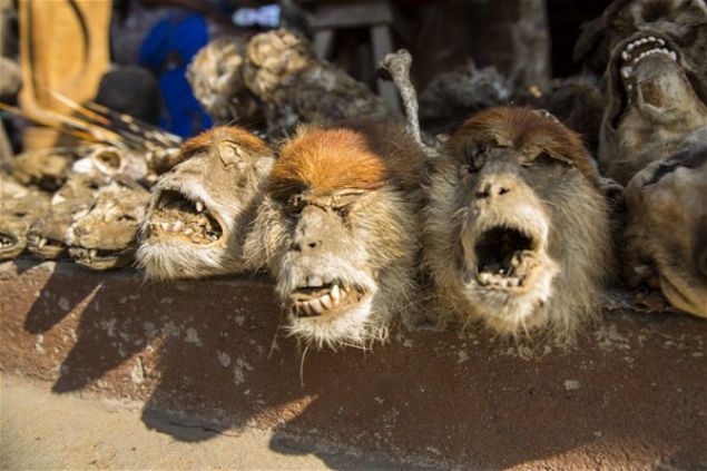 Togo'nun ba�kenti Lom�'de bulunan Vudu dininin merkezlerinden biri Akodessewa Pazar�, rahat rahat gezebilece�iniz s�radan bir pazara benzemiyor. Pazar� ziyaret etme niyetinde olanlar i�in ciddi bir psikolojik haz�rlanma, ziyaret sonras� ise psikolojik yard�m faydal� olabilir.    