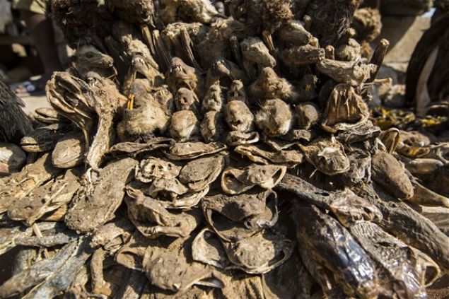 Ancak s�z konusu �ifa, �e�itli hayvanlar�n kuyruk, kafatas� ya da derisinde aran�yor olmas� nedeniyle olduk�a s�ra d��� bir �zelli�e sahip.      