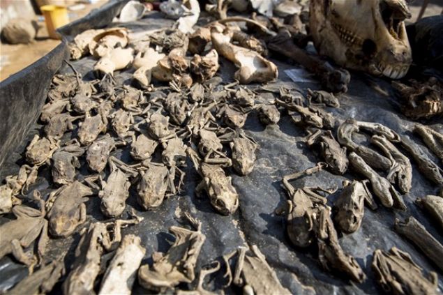 Yerel inan�lara g�re, hayvanlar�n kuru ba�lar� u�ursuzluktan da koruyabilir.      