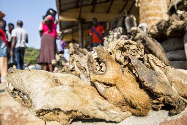 Vudu'ya inanan yerliler, Vudu rahiplerinden tavsiye istemek ve �ifa bulmak i�in Akodessewa Pazar�'n� ziyaret ediyor.      