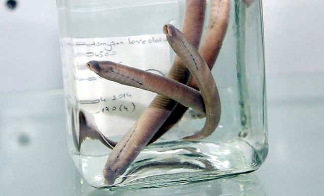 'YEN TR TANIMLAMASI 1.5 YIL SREBLYOR' <br><br>    Fakltelerde bugne kadar 35 yeni balk tr tanmlad. Yeni bir tr tanmlarken o cinse ait zellikleri ok iyi bilmek gerekiyor ve bu uzun bir sre gerektiriyor. Yeni bir tr ortaya karmak iin o trn dier canllarn incelemek ve onlardan farkl zellikleri olduunu ispat etmek gerekiyor. Uluslararas hakemlerden bunlar test ediliyor, ya geiriliyor ya da reddediliyor. Bu ekilde bir yeni trn tanmlanmas 1.5 yl srebiliyor. 