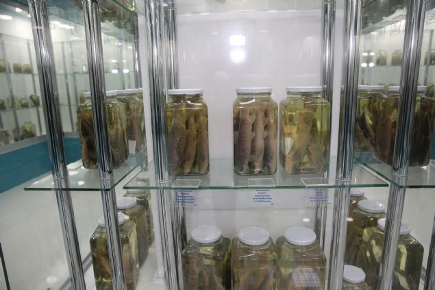 Rize'ye endemik olan 'deredokuz gzls' ad verilen solucan eklinde ilkel bir balk tr kefettik. Bu tr sadece Rize ili yidere ilesindeki yidere boylarnda grlyor. Ancak, hidroelektrik santral projeleri nedeniyle balk trnn nesli ciddi anlamda tkenme tehlikesi altnda. 