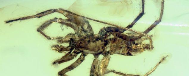  Ge�en hafta Miyanmar'da, 99 milyon y�l �nce ya�am�� bir dinozor ku�unun kal�nt�lar� bir kehribar�n i�inde korunmu� halde bulunmu�tu.  Haber: Alaattin AYHAN   