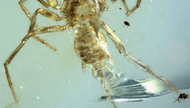 Paleontologlar, 10 y�l �nce kuzey Miyanmar'da (eski ad�yla Burma) kehribar ta��n�n i�inde korunmu� halde bulunan b�cekleri incelediklerinde y�zlerce y�l �nceye ait olduklar�n� ke�fetti. Kehribar ta�� taraf�ndan iyi korunan b�ceklerden �r�mce�in 100 milyon y�l �nce ya�ad��� tespit edildi.        