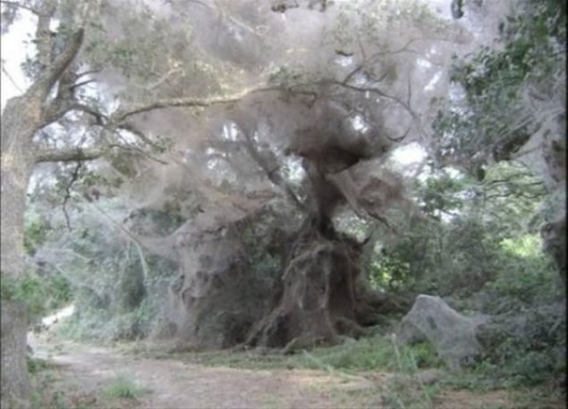   Her yeri saran �r�mcek a�lar�.     