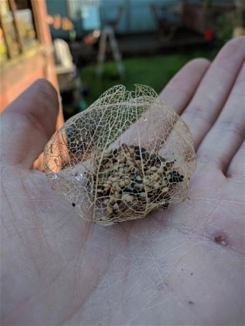   ��r�m�� bir domates ve tohumlar�.     