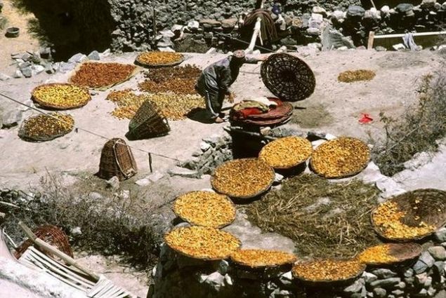  Hunza Trklerinin uzun yaamasnn ve bu kadar salkl olmasnn nedeni denizden 6 bin metre ykseklikte ok yksek oksijeni olan bir blgede bulunmalar. Buz gibi temiz su iip kendi ekip bitiklerini yemeleri..   