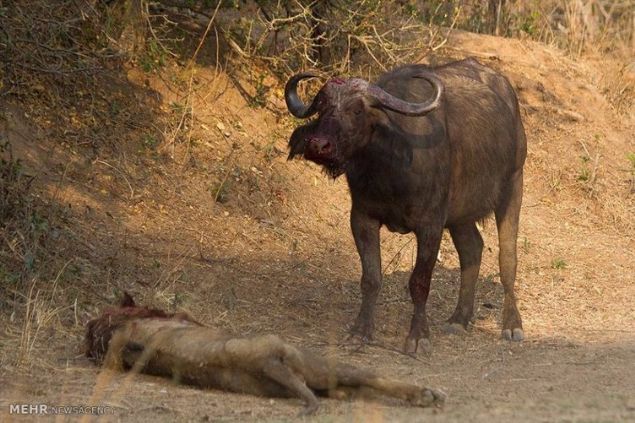 A��r yara alan aslan ise �iddetli yaralar�ndan dolay� enfeksiyona kap�ld� ve iki g�n sonra �ld�.     