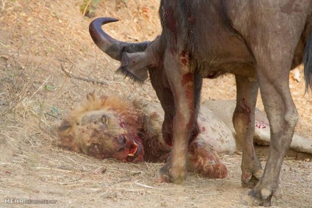 Tam bir saat s�ren m�cadele ise bitmek bilmedi. Ve bu m�cadeleyi bufalo kazand�.     