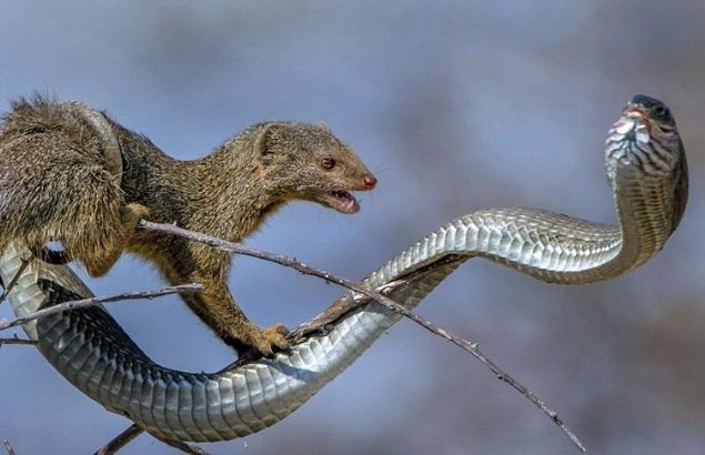 Firavun faresi ve y�lan�n inan�lmaz m�cadelesi foto�raf��lar�n objektifine i�te b�yle yans�d�..     