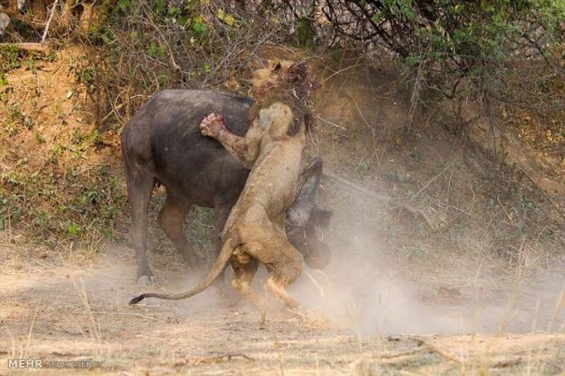 �al�lar�n aras�nda pusuya yatan aslan tek sand��� bufalonun �zerine atlad�. Fakat durum hi� sand��� gibi olmad�.     