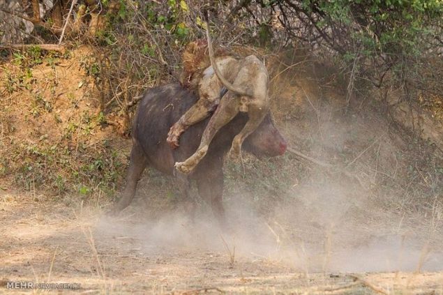 Bufalonun boynuzlar�n�n hedefi olan aslan bir oraya bir buraya savruldu.     