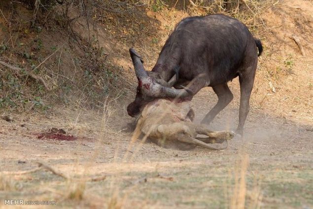 Yere d��t���nde bile m�cadeleyi b�rak�p ka�mas� gerekirken o bunu yapmad� ve hala sald�rmaya devam etti.     