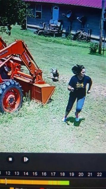    'Annem bana bugn onu bir horozun kovaladn sylemiti. nanmadmz iin gvenlik kamerasna baktk'         