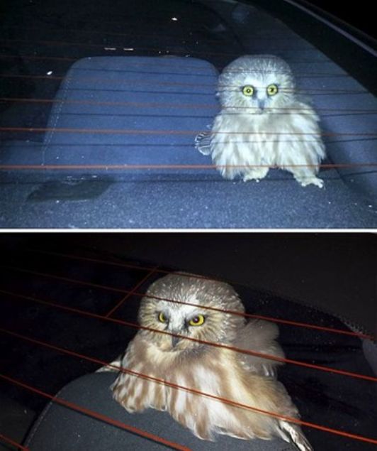    Arabann camndan ieri dalp,  saat oralarda taklan akn bayku         