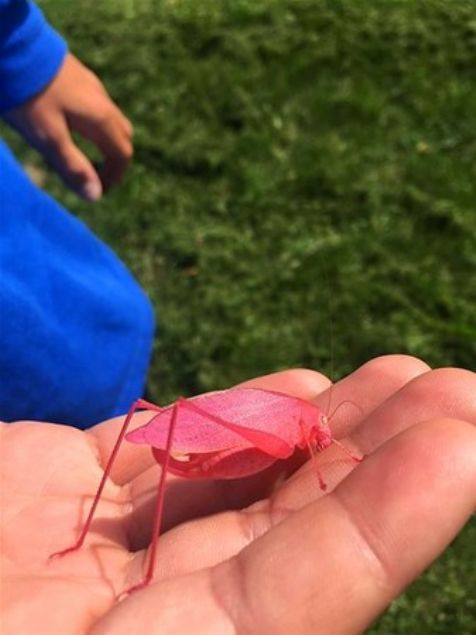   im bierken bulunan pembe ekirge        