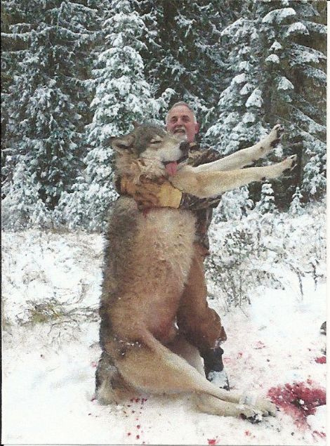  Bir avc tarafndan vurularak ldrlen kurt  