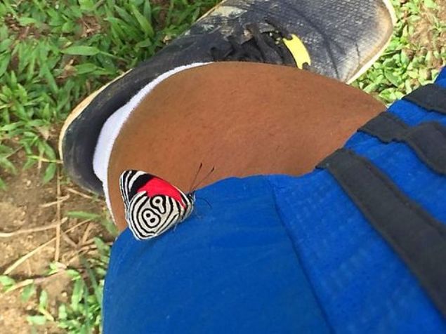   zerinde 89 yazl kelebek        