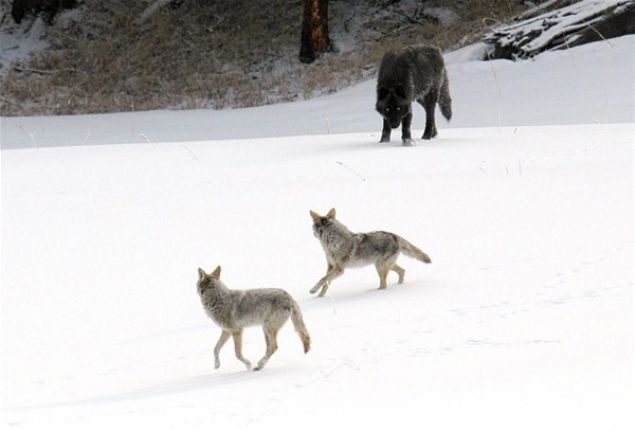  Yellowstone Milli Park'nda grntlenen kurtlar          