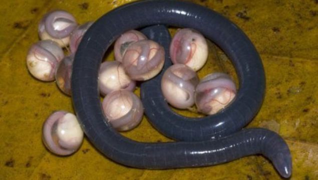   Dinazor �a��ndan kalan bu canl�, b�t�n olumsuz �artlara ra�men g�n�m�ze kadar sa� kalmay� ba�arabilmi�.     