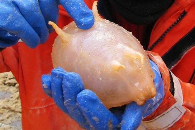    Deniz DomuzuYaln�zca �ubat ve Mart aylar�nda Antarktika'da g�r�len deniz domuzlar� derisinin tu�la rengiyle dikkatleri �ekiyorlar...     