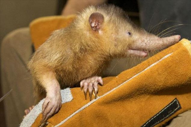    HispaniolanSar� kafal� K�ba solenodonu olarak bilinen hispaniolanlar, uzun sivri burunlu bir fareye benzerler ve Tanrekgiller s�n�f�ndand�rlar. 20 santimetreden biraz daha uzun olan bu hayvan, �s�rd��� kurban�na zehir enjekte edebiliyor.     