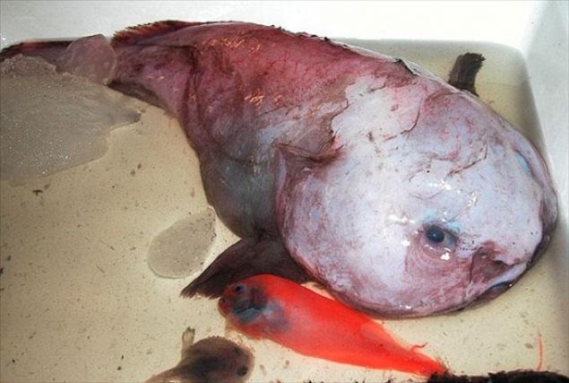   25 santimetreye kadar uzayabilen �zg�n g�r�n��l� bu yarat�klar denizlerin 900 metre derinli�inde ya��yor.  Bu y�zden insanlar bu yarat�klar� pek s�k g�remiyor.     