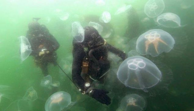  4. Alman Sualt Komandolar        